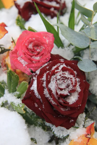 Eine Rote Und Rosa Rose Schnee — Stockfoto