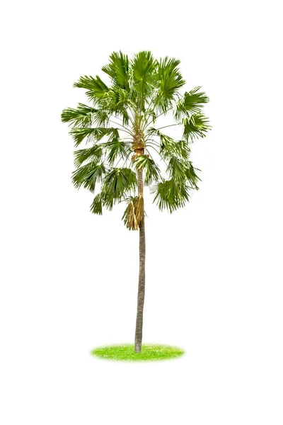 Beyaz Arka Plan Üzerinde Izole Sugar Palm — Stok fotoğraf