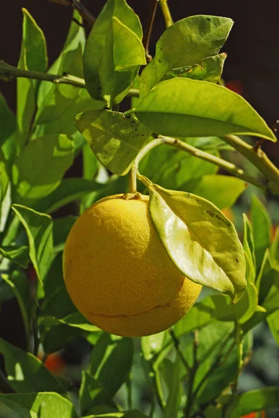 Pohon Lemon Siang Hari — Stok Foto
