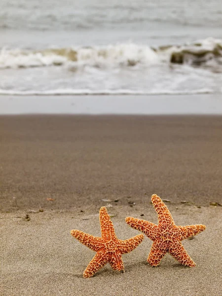 Twee Zeester Strandwal Met Golven Achtergrond — Stockfoto