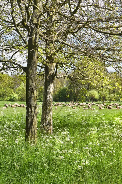 Paesaggio Rurale Con Alberi Gregge Pecore Fioritura Radice Ghiaia Primavera — Foto Stock