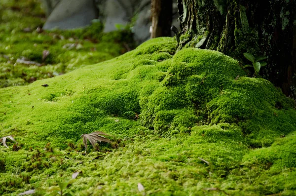 Närbild Mossa Japansk Trädgård Med Stenar Och Träd — Stockfoto