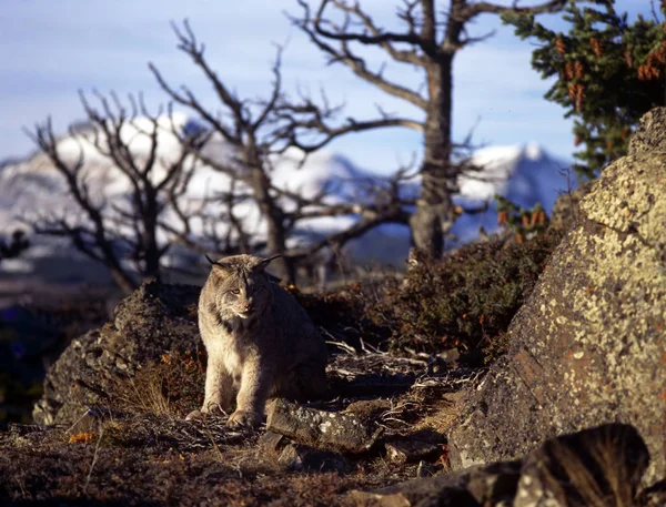 Lynx Dağlarda Bir Sırtta Oturuyor — Stok fotoğraf