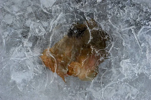 Eis Auf Einem Fluss Abstrakte Muster Mit Trockenen Blättern Eingebettet — Stockfoto