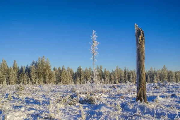 Pittoresk Utsikt Över Ett Stag Som Står Snötäckt Äng Framför — Stockfoto