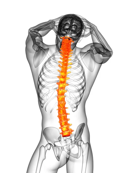 Render Medical Illustration Human Spine Back View — Stock Photo, Image