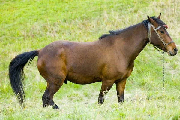 Horse Field Bulgarian Countryside — Stock Photo, Image