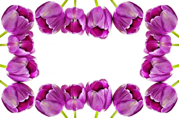 Jarní Pozadí Růžové Tulipány Bílém Pozadí Místem Pro Text — Stock fotografie