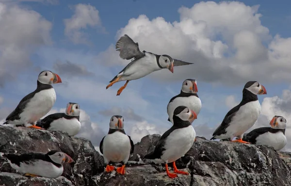 Puffiny Vrcholku Útesu Farnské Ostrovy Northumberlandu Anglie — Stock fotografie