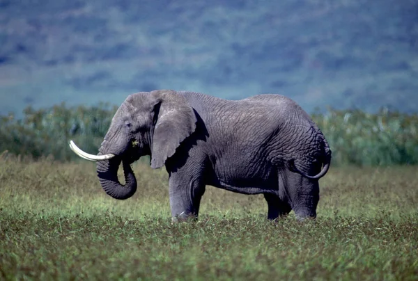 Profilvy Över Vuxen Elefant Med Imponerande Betar — Stockfoto