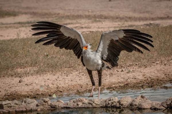 秘書の鳥足を運んだりで Kgalagadi 国境公園 南アフリカ共和国で彼の翼を広げ — ストック写真