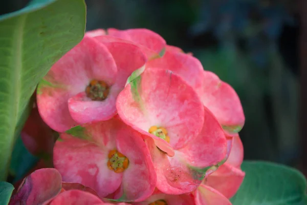 Közelről Gyönyörű Euphorbia Virágok — Stock Fotó