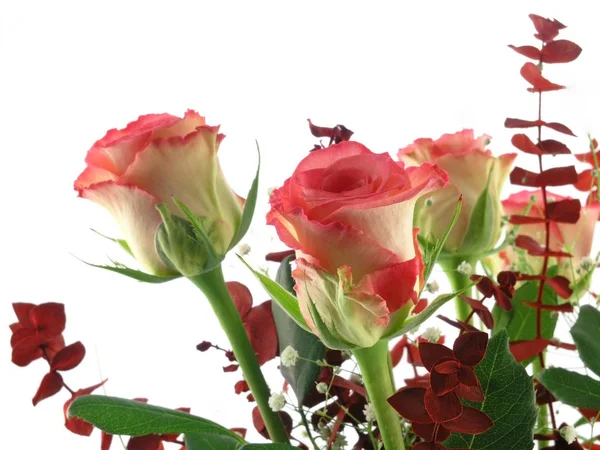 ดอกก หลาบแยกก นบนพ นหล ขาว — ภาพถ่ายสต็อก
