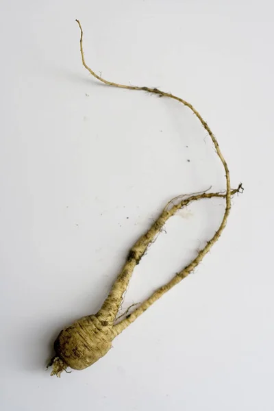 Weird Parsnip and roots on plain background