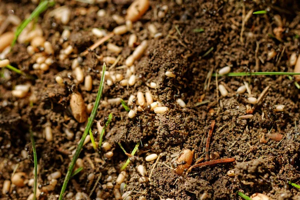 Mraveništi Pohybující Mravenci Vejce — Stock fotografie