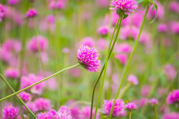 Imagen Fondo Las Flores Colores Naturaleza Fondo — Foto de Stock