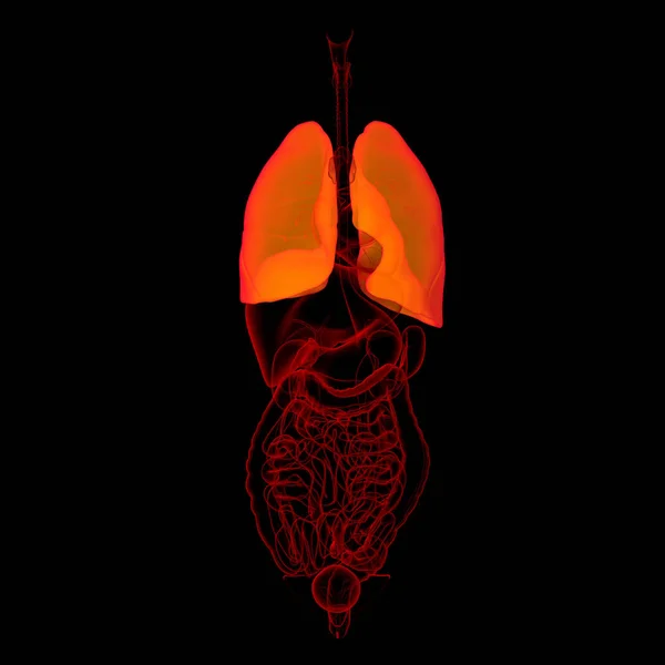 Ilustración Médica Vista Frontal Los Pulmones — Foto de Stock