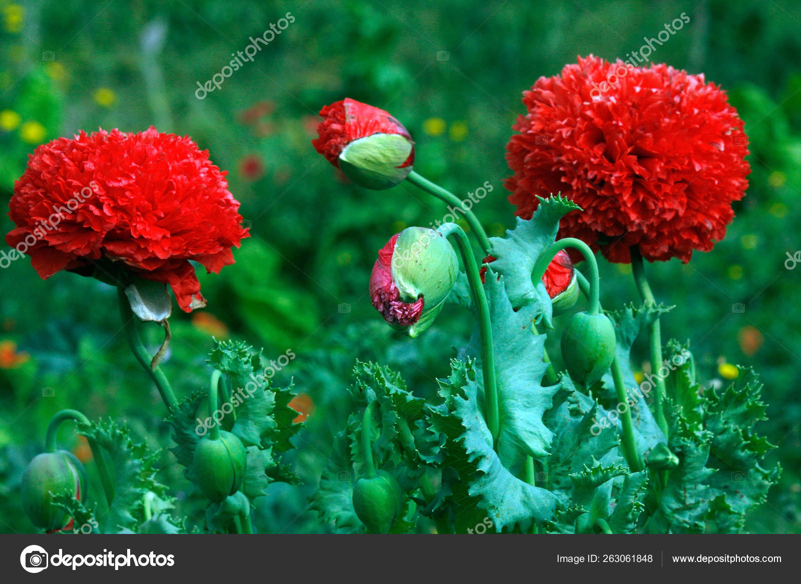 Flores Flores Rojas Moradas Campos Primavera Sur Isla Formentera:  fotografía de stock © YAYImages #263061848 | Depositphotos