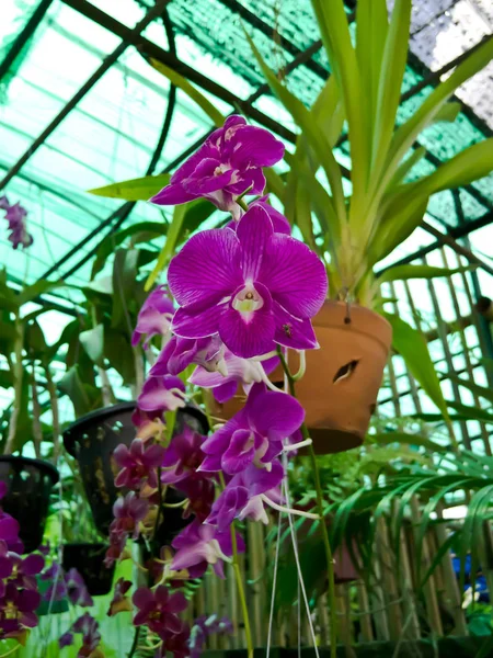 Fleur Orchidée Gros Plan — Photo