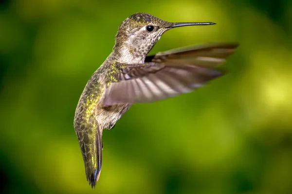 Hummingbird Anny Zbliżenie Locie Dzień Kolorowy Obraz — Zdjęcie stockowe