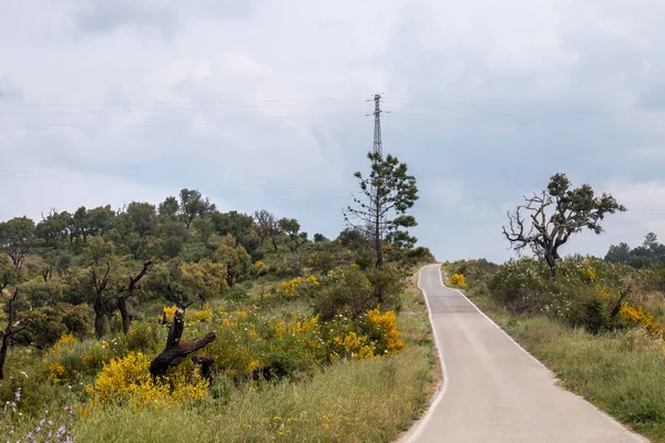 Widok Flora Krajobraz Algarve Piękna Wiosna Żółty — Zdjęcie stockowe