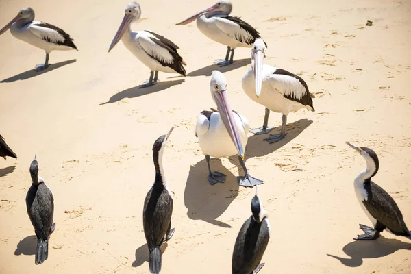 펠리컨과 새들이 모레톤 서쪽퀸즐랜드의 탕가루마 섬에서 해변에서 있습니다 — 스톡 사진
