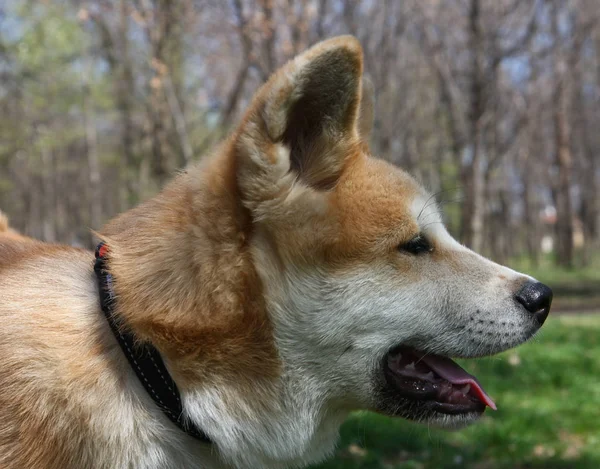 Portret Szczeniak Pies Japoński Akita Inu — Zdjęcie stockowe