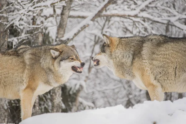 Dois Lobos Machos Rosnar Para Outro — Fotografia de Stock