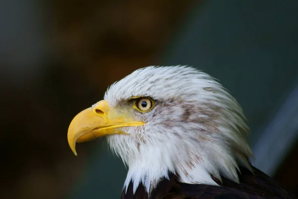 Amerikan Kartalı Görünümü — Stok fotoğraf