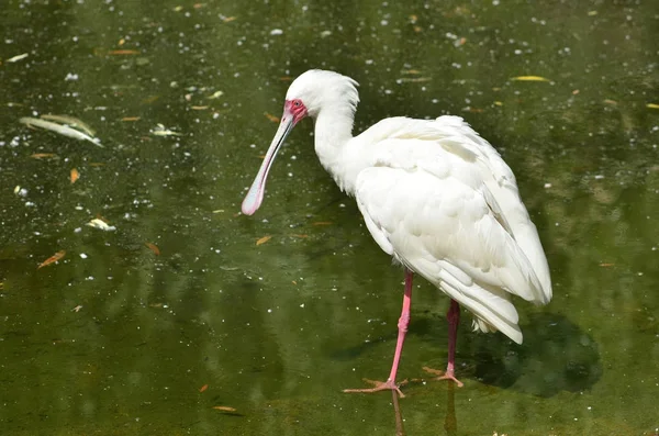 Afrikanischer Löffelvogel Steht Wasser — Stockfoto