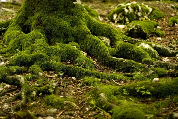 Karadağ Rezervinde Ağaçların Kökü — Stok fotoğraf