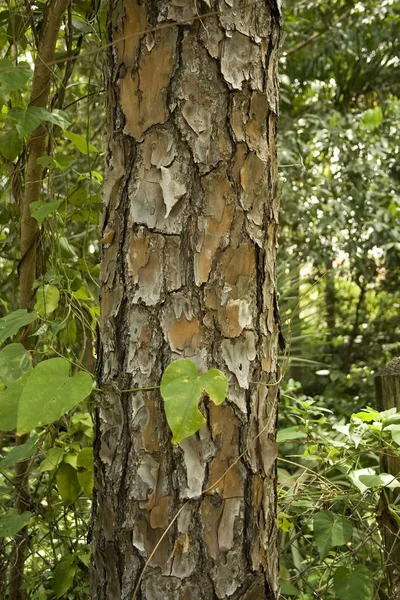 Szczegóły Kory Florydzie Slash Pine Miami — Zdjęcie stockowe