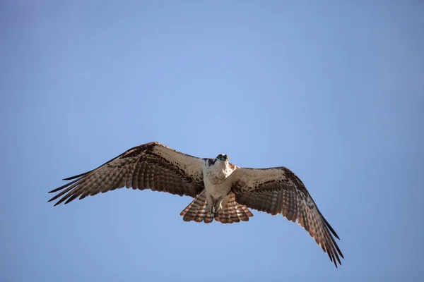 Osprey Ave Presa Pandion Haliaetus Volando Través Cielo Azul Sobre — Foto de Stock
