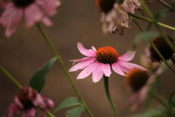 Echinacea Purpurea Uma Espécie Angiospérmica Família Asteraceae — Fotografia de Stock