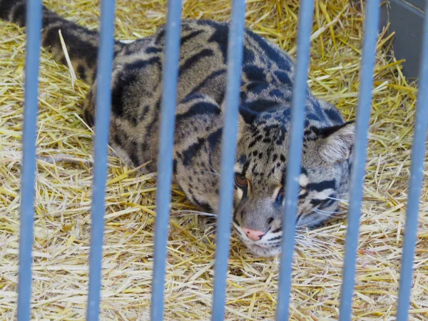 The wild cat in a cage waits for the careless victim