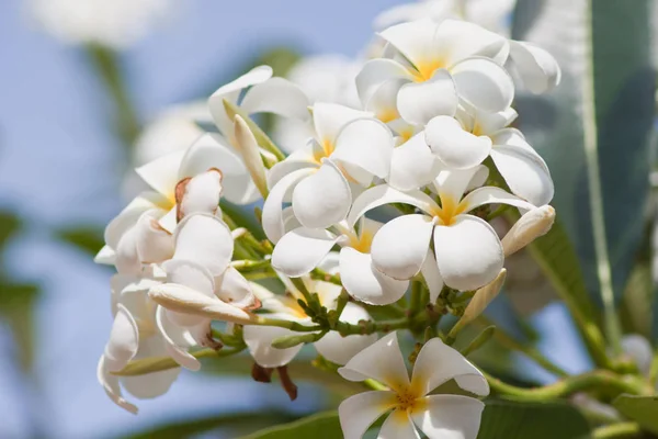 Filialer Tropiska Blommor Frangipani Plumeria — Stockfoto