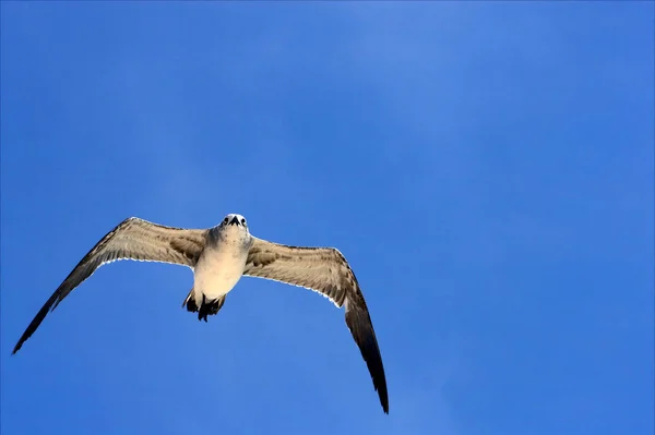 Der Daunenflug Der Möwe Himmel Mexiko Playa Del Carmen — Stockfoto