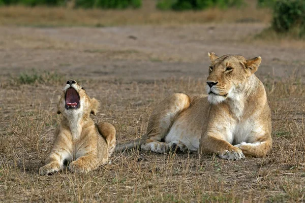 Lioness and cub yawning