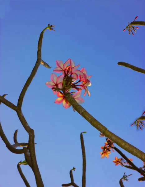 Szép Virágok Virágos Ágak Égen — Stock Fotó