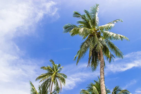 Кокосовое Дерево Голубое Небо — стоковое фото