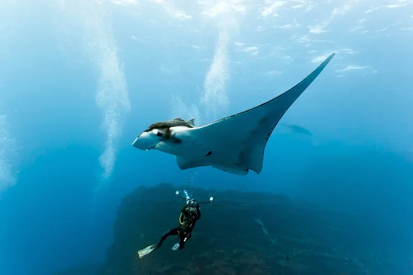 Manta Fotógrafo Arrecife —  Fotos de Stock