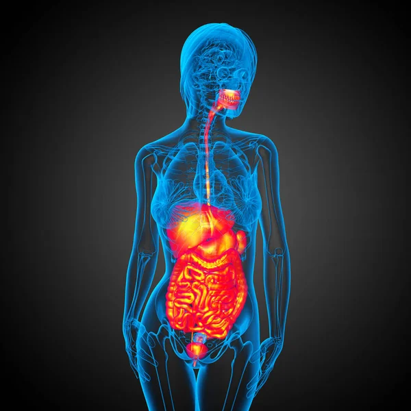 Hacer Ilustración Médica Del Sistema Digestivo Humano Vista Frontal — Foto de Stock