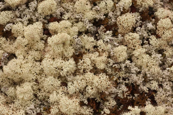 Rena Norte Lichens Cladina Stellaris Padrão Textura Fundo — Fotografia de Stock