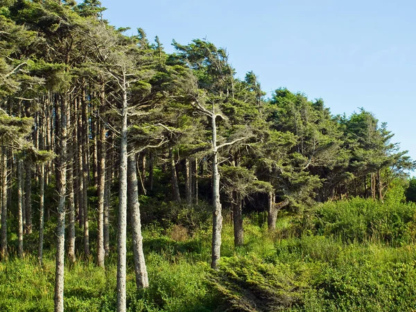 Winderige Bomen Een Heldere Zonnige Dag — Stockfoto