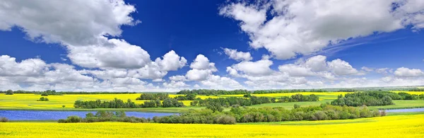 Panoramautsikt Över Landskapet Prairie View Raps Fält Och Sjön Saskatchewan — Stockfoto