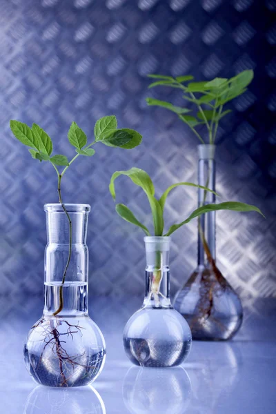 Planten Het Laboratorium Genetische Wetenschap — Stockfoto