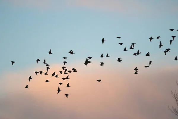 Molti Uccelli Nel Loro Habitat Naturale Serie Natura — Foto Stock