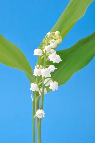 Muget Pictures Muget Stock Photos Images Depositphotos Muget Pictures Muget Stock Photos Images Depositphotos