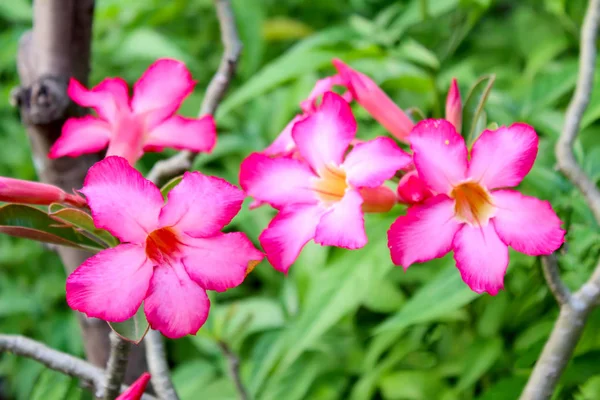 Pink Flower Vista Primer Plano Sobre Fondo Borroso — Foto de Stock