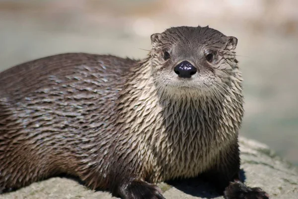 river otter animal  on background